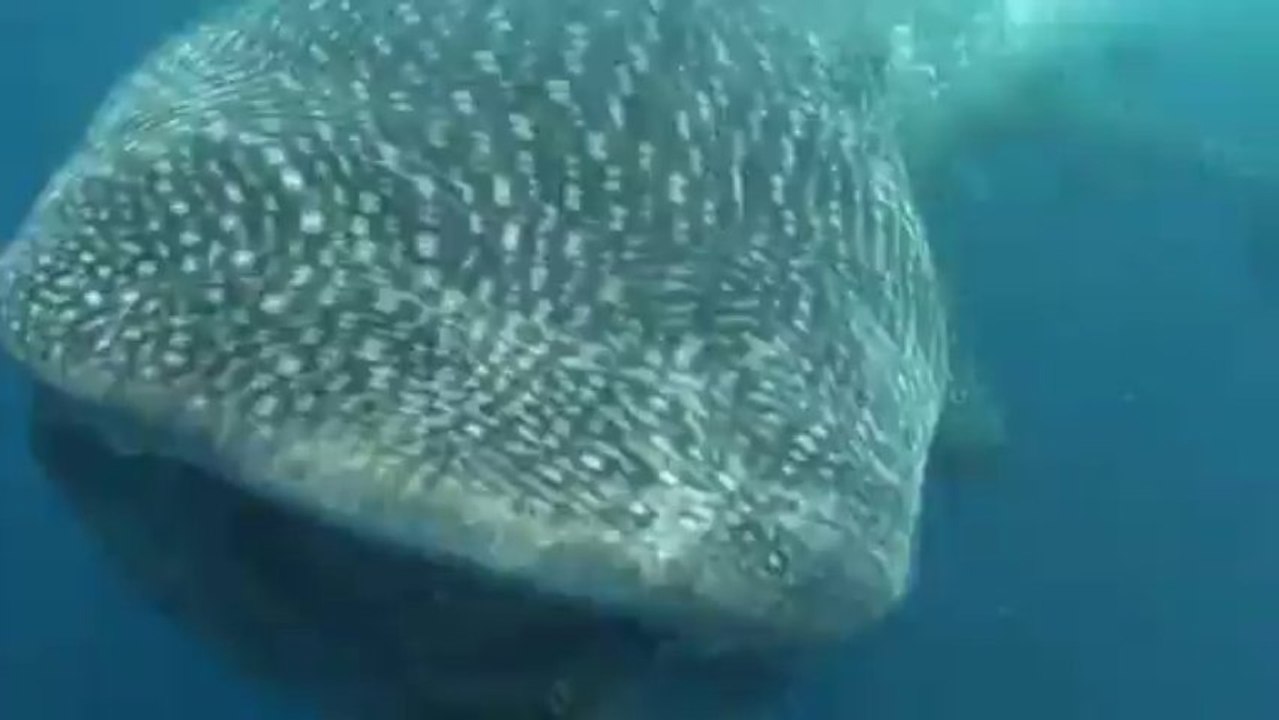 les géants de Nosy Be