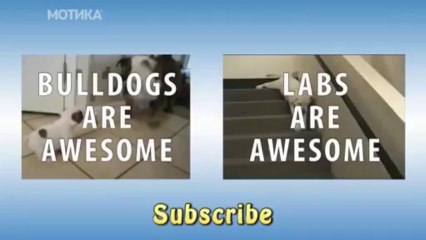 МОТИКА: И кучињата го сакаат снегот