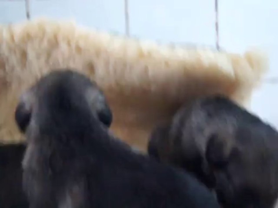 bébés schnauzers moyens poivre et sel