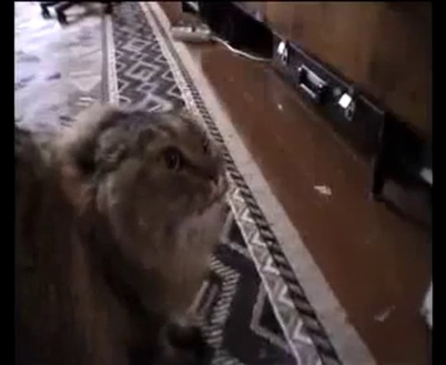 Shia LaBeouf joue comme un chat en fait - Enorme!