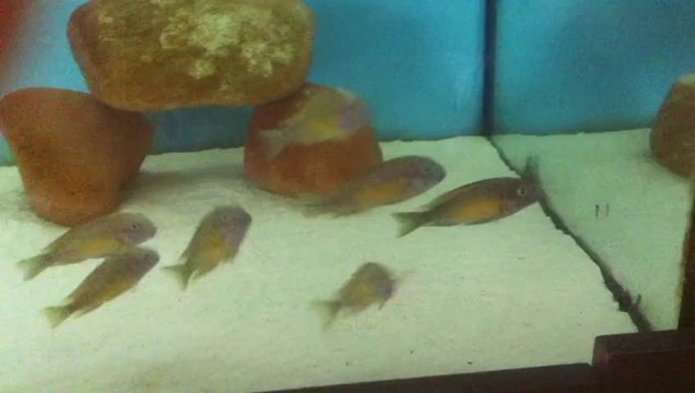 Tropheus Red Rainbow
