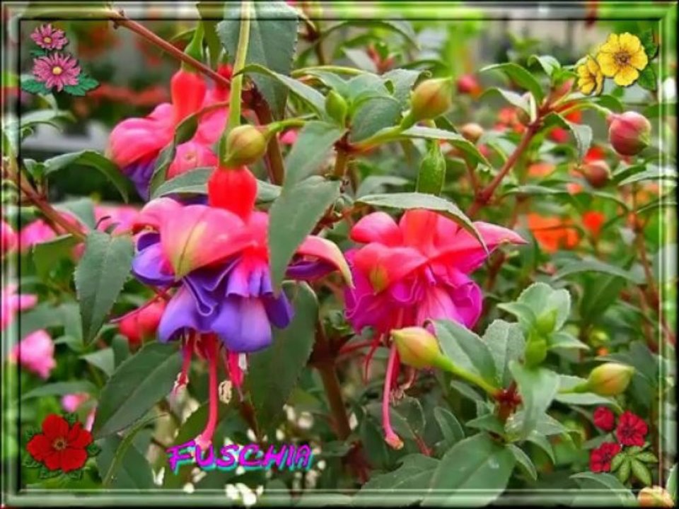 fleurs