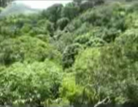 Canopy Tour with our 700 meter long zip line.