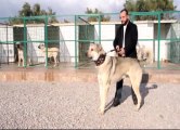 Sürü hayvancılığın azalmasıyla Anadolu çoban köpeklerine ilgi azaldı -