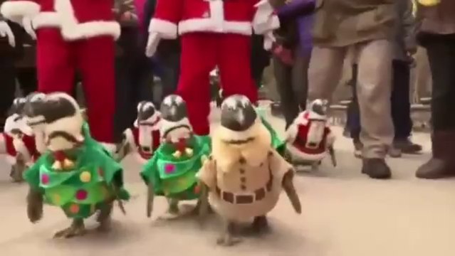 Les manchots font leur parade de Noël