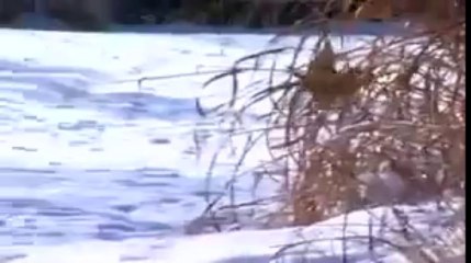 Así juegan un guepardo y un perro en la nieve