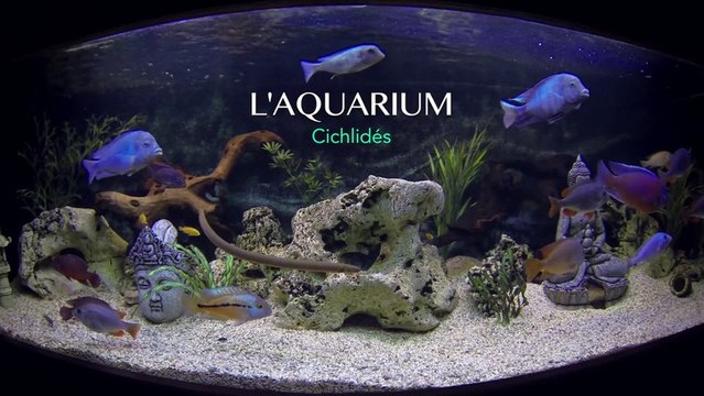 Aquarium Cichlidés 600 L - GoPro HD