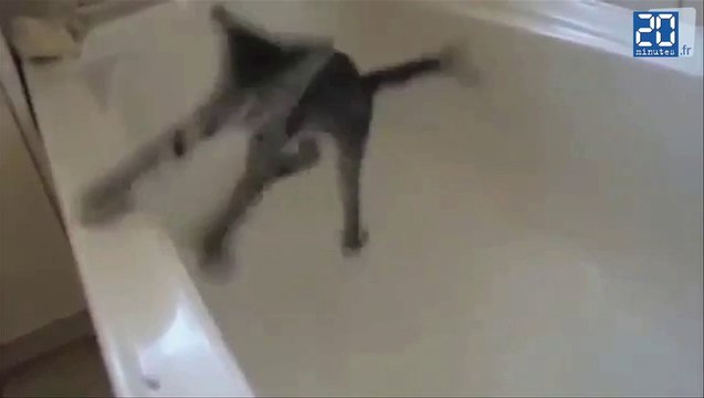 2013: Le meilleur des chats du Web (zapping)