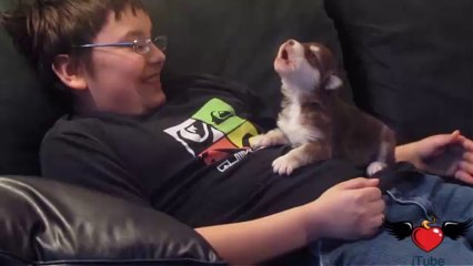 Un cucciolo impara ad abbaiare per la prima volta