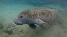 Filmer les géants des mers à la GoPro... trop mignon !!