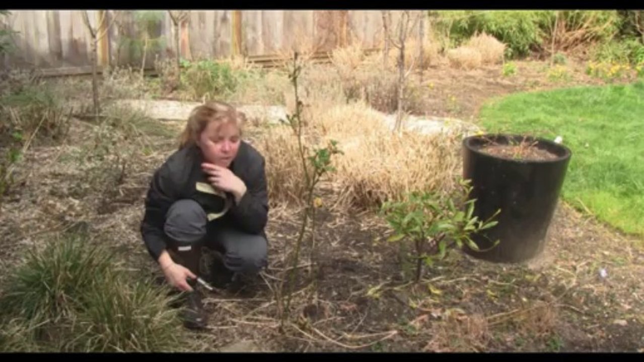 13-12-20 Senga's Vlog - How to Prune Floribunda Roses