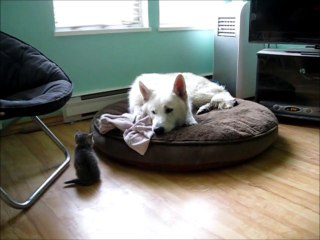 Gros chien contre bébé chat... Adorable!