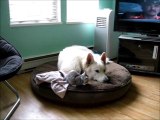 Funny & Cute Kitten Vs Big White Dog Video