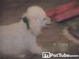 Christmas Present Guard Dog