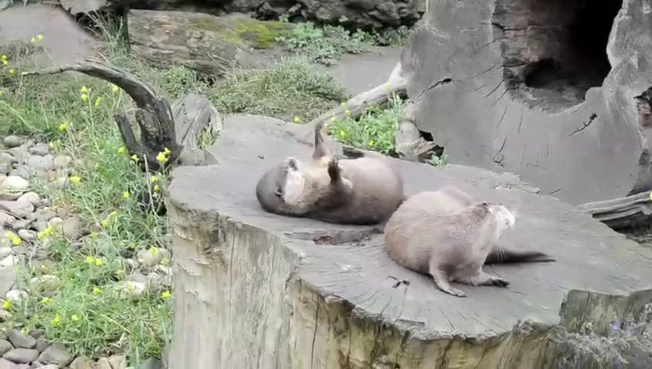 Outrageous Juggling Otter
