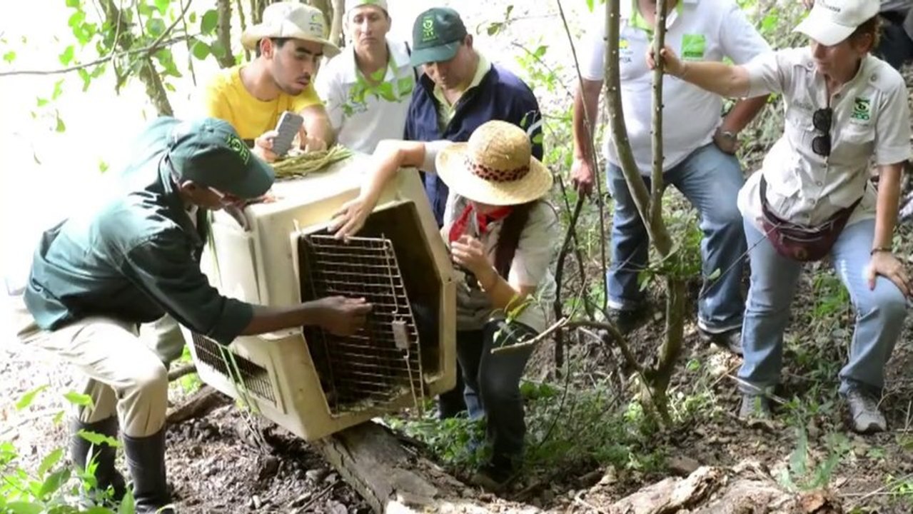 Macacos resgatados de traficantes voltam à natureza