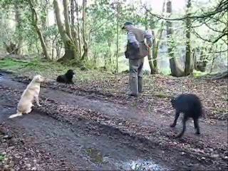 Kennel Club Judge Cruel to Dog