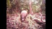 Indonesia builds sanctuary to save world's rarest rhino