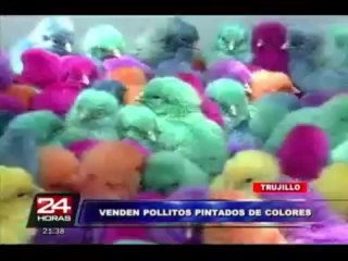 Indignante: comerciantes venden pollitos vivos pintados de colores en Trujillo