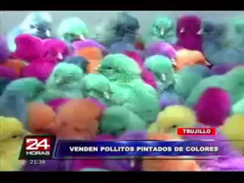 Indignante: comerciantes venden pollitos vivos pintados de colores en Trujillo