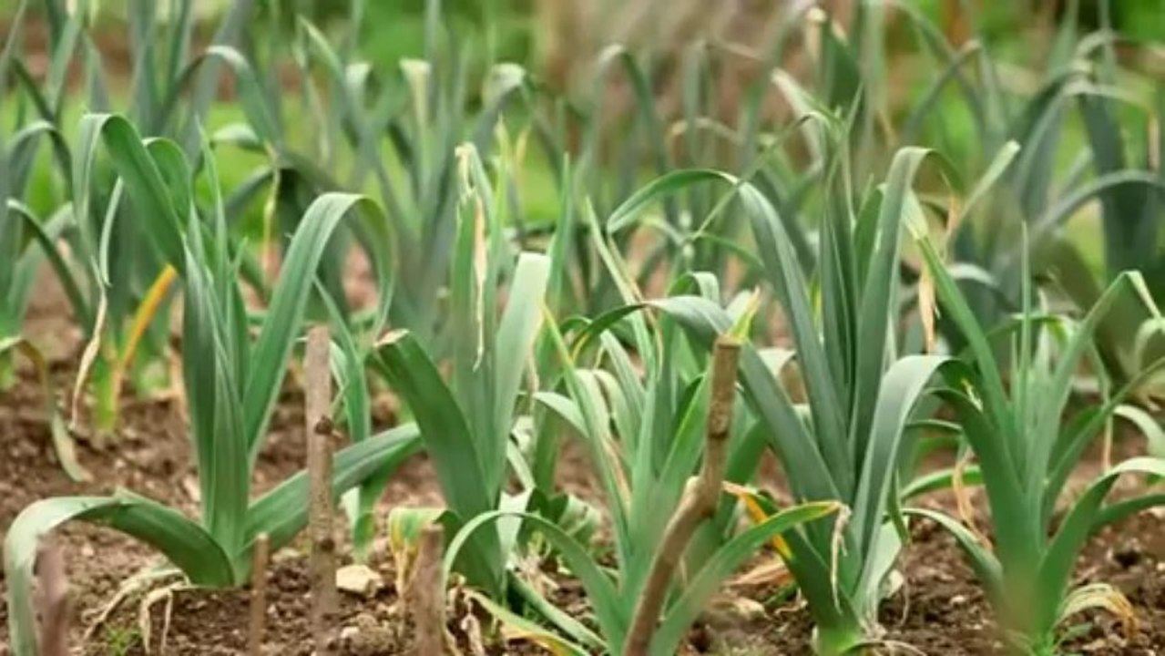 E1 TudorMonasteryFarm
