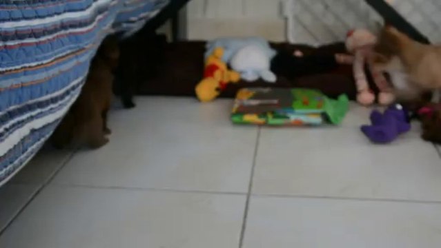 les bébés chihuahuas 2013 du pays de Gulliver