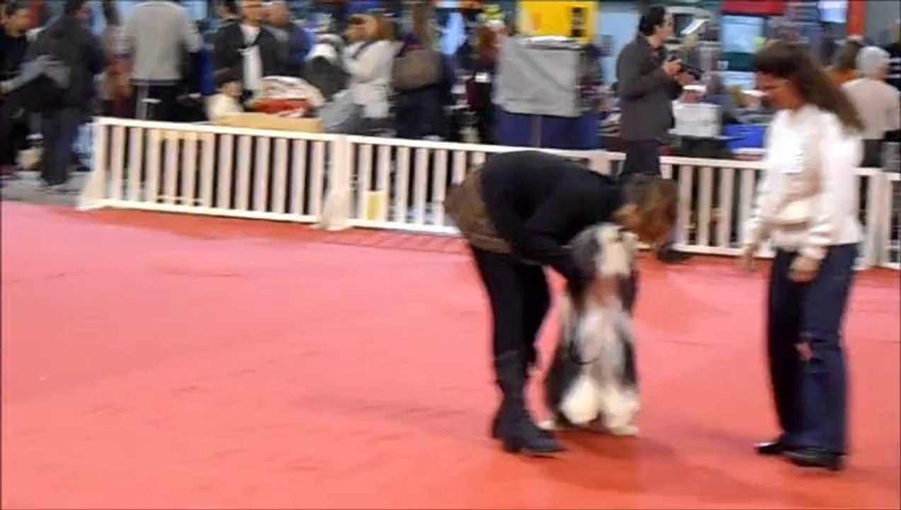 Chipy ( Dream From Highland Even Kiss) expo martigues