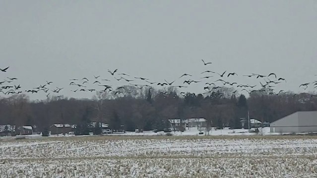 Huge Flock of Geese Shock Man
