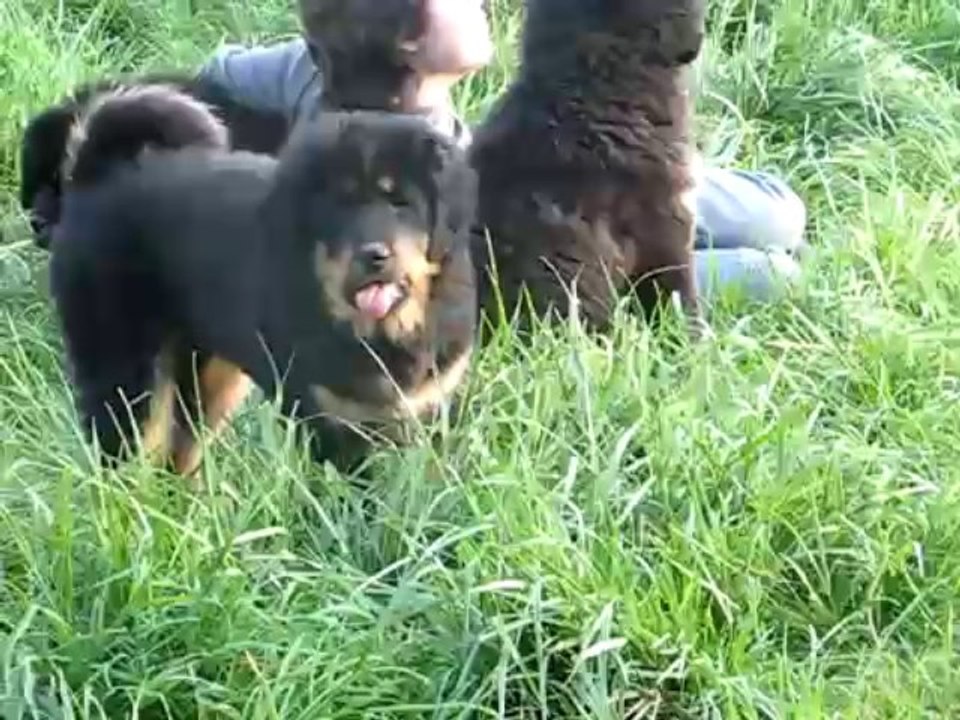Black Tibetan Masstif Puppies Playing Video