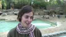 Amours saphiques pour deux manchots d'un zoo israélien