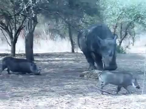 Rhinocéros vs Phacochère