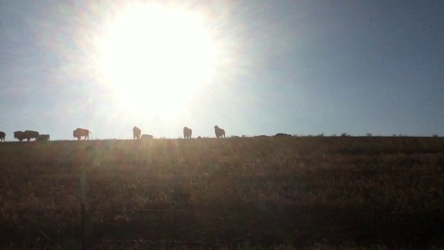 South Dakota, where the buffalo roam