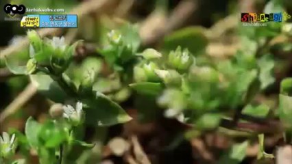 [ESPAÑOL] Appa Eodiga EP13 (4_8)