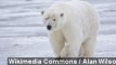 Canadian Woman Attacked By 400-Pound Polar Bear