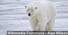 Canadian Woman Attacked By 400-Pound Polar Bear