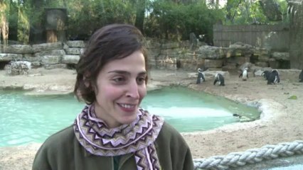 Unión gay entre pingüinos