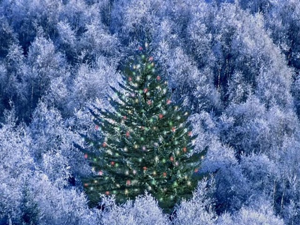 Ducu Bertzi - O, Brad Frumos