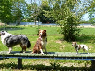 Les Chiens en Rhône-Alpes année 2013