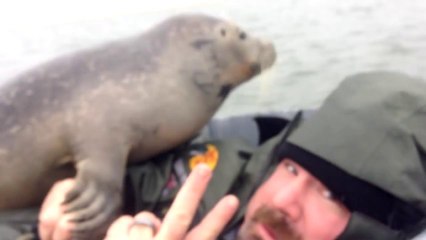 Un phoque saute dans une barque et se couche sur un pecheur! enorme...