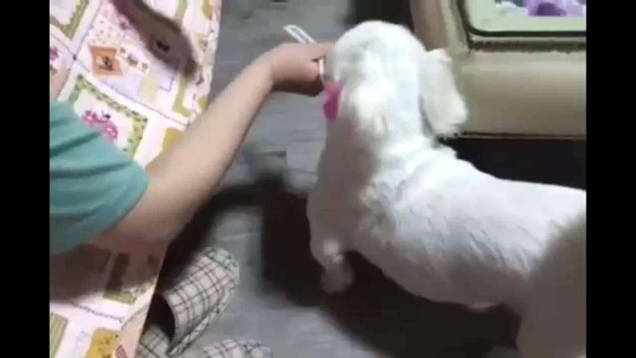 best Most Funny Dogs Videos 2014