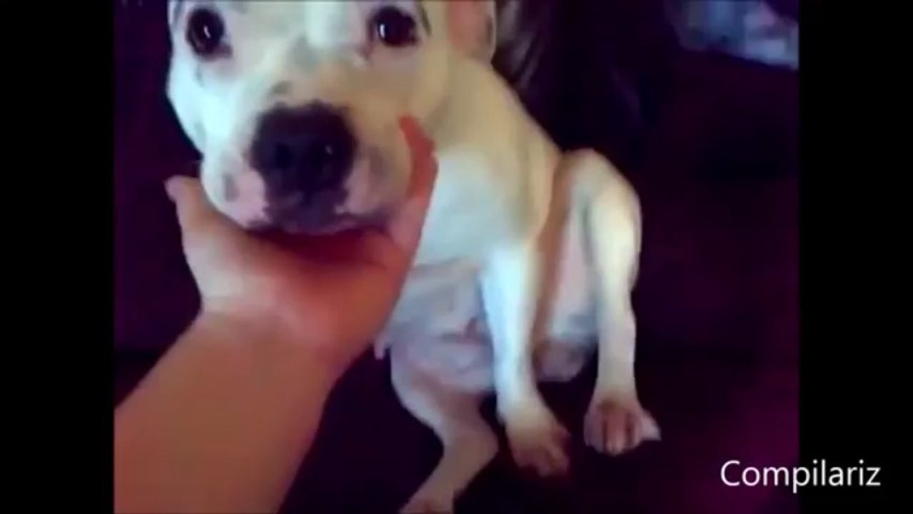 Funny Dogs With Fake Eyebrows Compilation