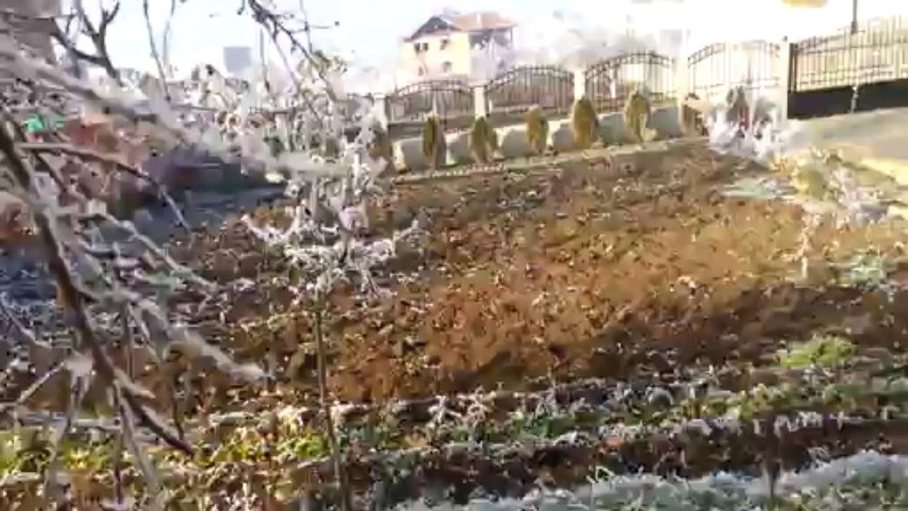 Freeze Tree December 2013