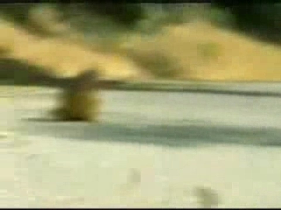 trop drole écureuil