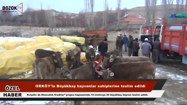 ÇİÇEK DAĞINDA KÖYLÜLERE BÜYÜKBAŞ TESLİMATI YAPILDI