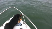 Le chien veut nager avec des dauphins