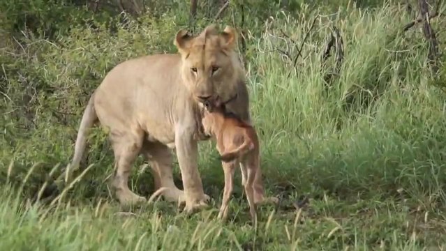 Un lion sauve un bébé gnou