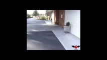 cane che si fa i giri con lo skateboard