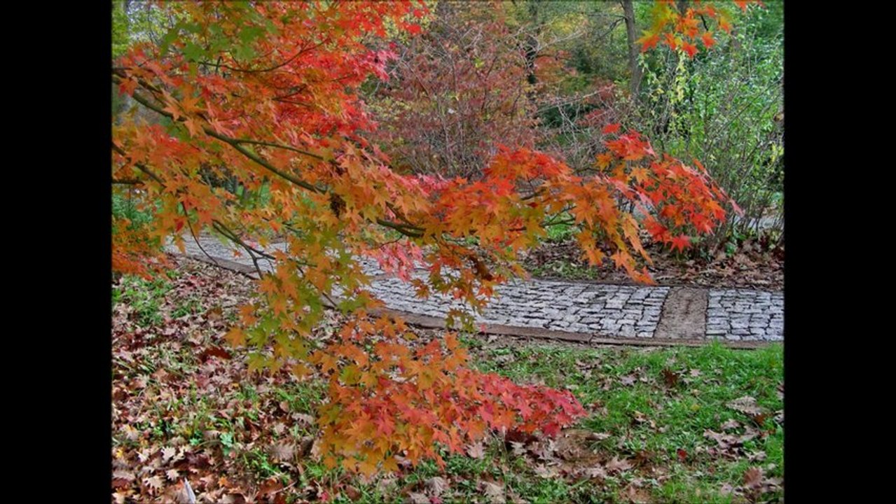 adnan mungan yine hazan mevsimi geldi