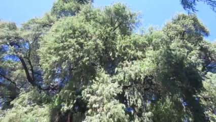 CYPRÈS DE 2000 ANS DANS LE VILLAGE DE TULE  ÉTAT D'OAXACA  (MEXIQUE)  LE  17 NOVEMBRE 2013