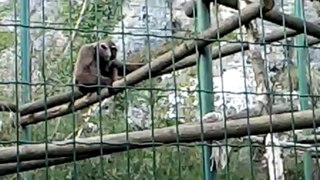 Gibbon agile